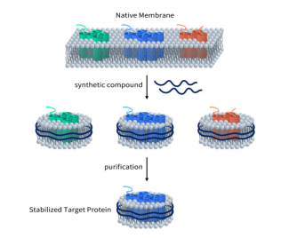 GLP1R靶点 超越降糖减重，引领减肥药物新突破